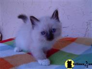 birman kitten posted by myingyangems
