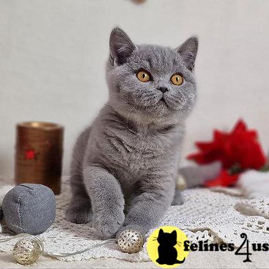 British Shorthair kitten for sale