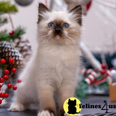 Ragdoll kitten for sale