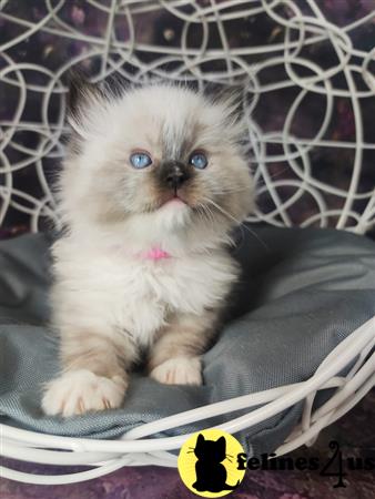 Ragdoll kitten for sale