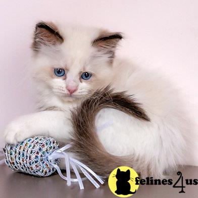 Ragdoll kitten for sale