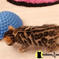 bengal kitten posted by sweet_kitty90