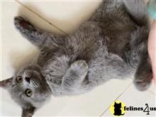 british shorthair kitten posted by sweet_kitty90