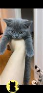 british shorthair kitten posted by sweet_kitty90