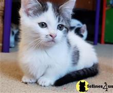 munchkin kitten posted by sweet_kitty90