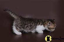 munchkin kitten posted by sweet_kitty90