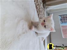 persian kitten posted by sweet_kitty90