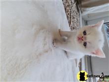 persian kitten posted by sweet_kitty90