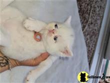 persian kitten posted by sweet_kitty90