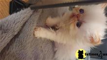 persian kitten posted by sweet_kitty90