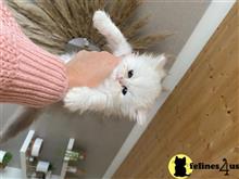 persian kitten posted by sweet_kitty90