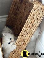 persian kitten posted by sweet_kitty90