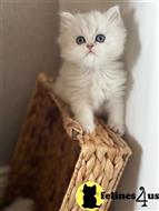 persian kitten posted by sweet_kitty90