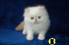 persian kitten posted by sweet_kitty90