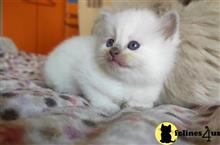 ragdoll kitten posted by sweet_kitty90
