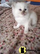 ragdoll kitten posted by sweet_kitty90
