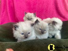 ragdoll kitten posted by sweet_kitty90