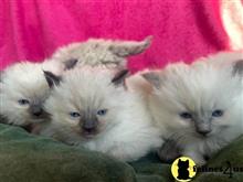 ragdoll kitten posted by sweet_kitty90
