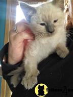 ragdoll kitten posted by sweet_kitty90