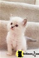 ragdoll kitten posted by sweet_kitty90