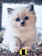 ragdoll kitten posted by sweet_kitty90