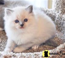 ragdoll kitten posted by sweet_kitty90