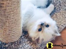 ragdoll kitten posted by sweet_kitty90