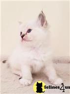 ragdoll kitten posted by sweet_kitty90