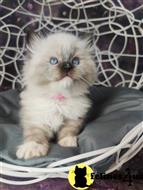 ragdoll kitten posted by sweet_kitty90