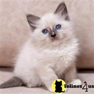 ragdoll kitten posted by sweet_kitty90