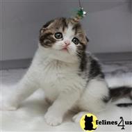 scottish fold kitten posted by sweet_kitty90
