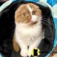 scottish fold kitten posted by sweet_kitty90