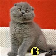 scottish fold kitten posted by sweet_kitty90