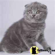 Scottish Fold