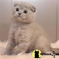 scottish fold kitten posted by sweet_kitty90