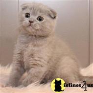 Scottish Fold