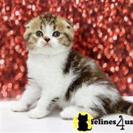 scottish fold kitten posted by sweet_kitty90