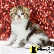 Scottish Fold