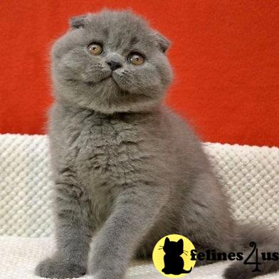 Scottish Fold kitten for sale