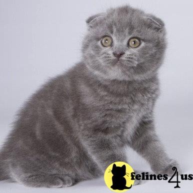 Scottish Fold kitten for sale