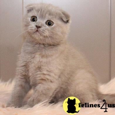 Scottish Fold kitten for sale