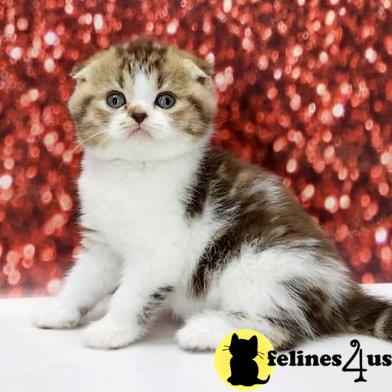 Scottish Fold kitten for sale