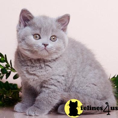 British Shorthair kitten for sale