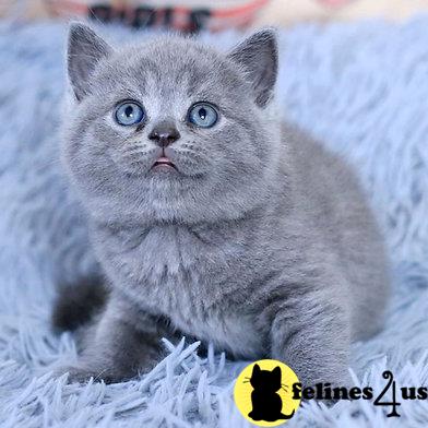 British Shorthair kitten for sale