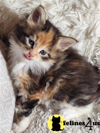 Perfect Kittens