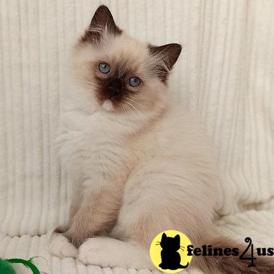 Ragdoll kitten for sale