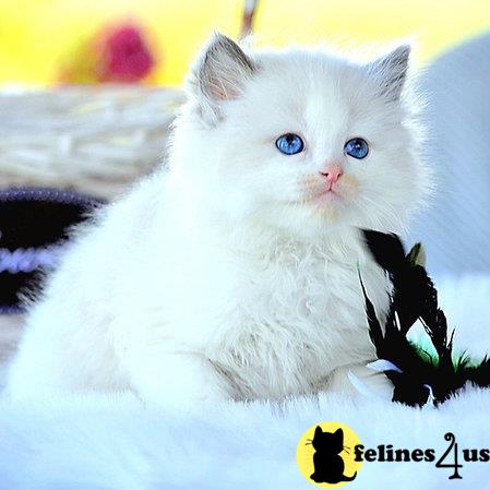 Ragdoll kitten for sale