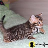 bengal kitten posted by Lucky_ones90