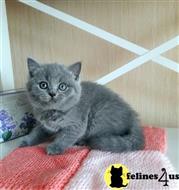 british shorthair kitten posted by Lucky_ones90