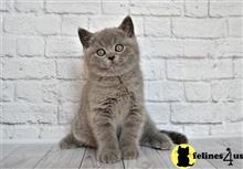 british shorthair kitten posted by Lucky_ones90